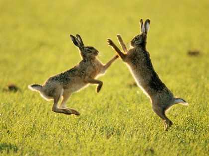 Two Rabbits Dancing